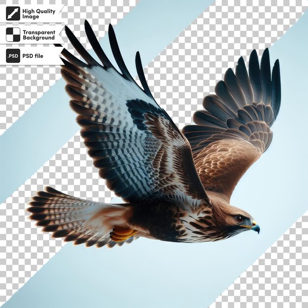 PSD psd eagle in flight on transparent background