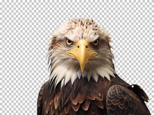 PSD psd of a eagle