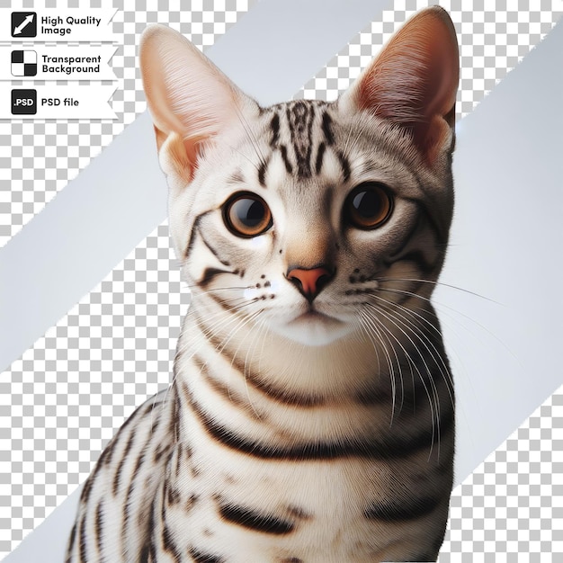 PSD psd egyptian mau cat on transparent background with editable mask layer