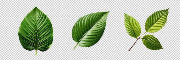 透明な背景に分離された PSD 楕円形の葉 HD PNG