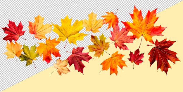 PSD falling maple leaves on a transparent background