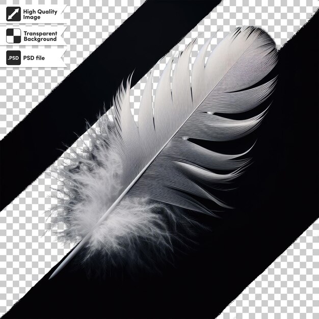 PSD psd feather on transparent background