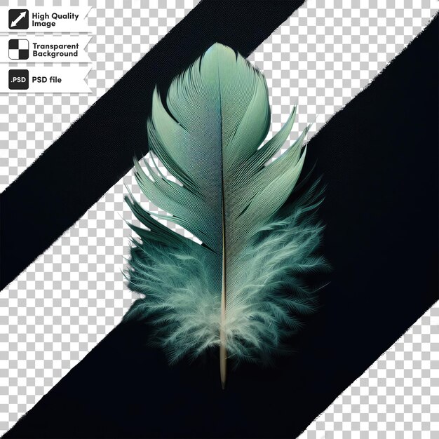 PSD psd feather on transparent background