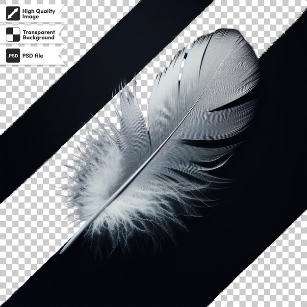 PSD psd feather on transparent background