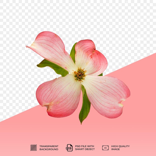 PSD 花朵在透明的背景上孤立