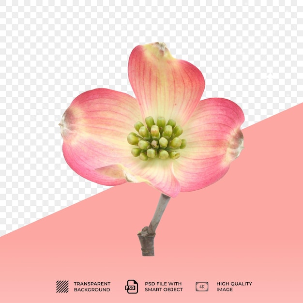 PSD 花朵在透明的背景上孤立
