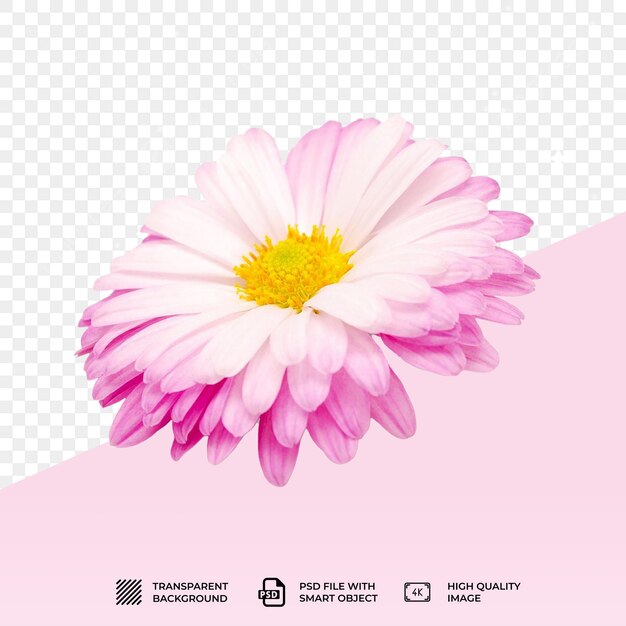 PSD psd floral flower isolated on transparent background