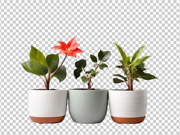 PSD psd of a flowers in pot on transparent background