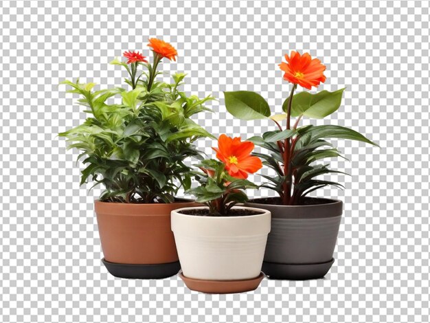 PSD psd of a flowers in pot on transparent background