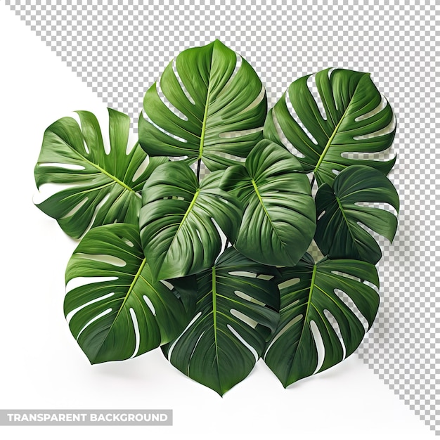 Psd foliage plant isolated without background
