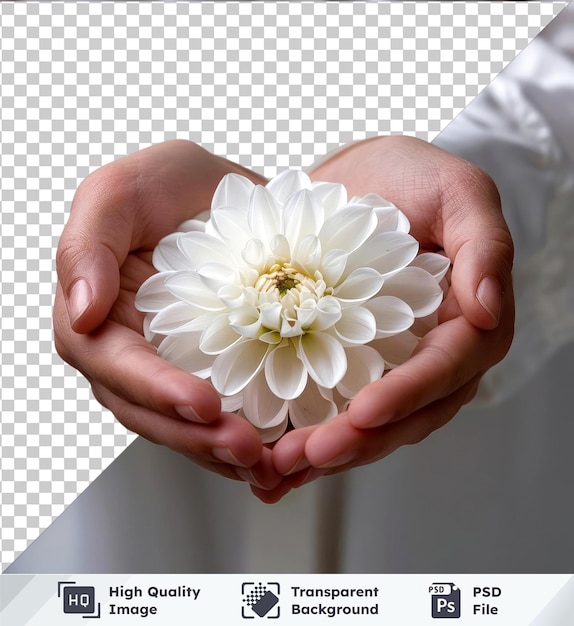PSD psd foto witte bloem in de handen van vrouwen studio opname