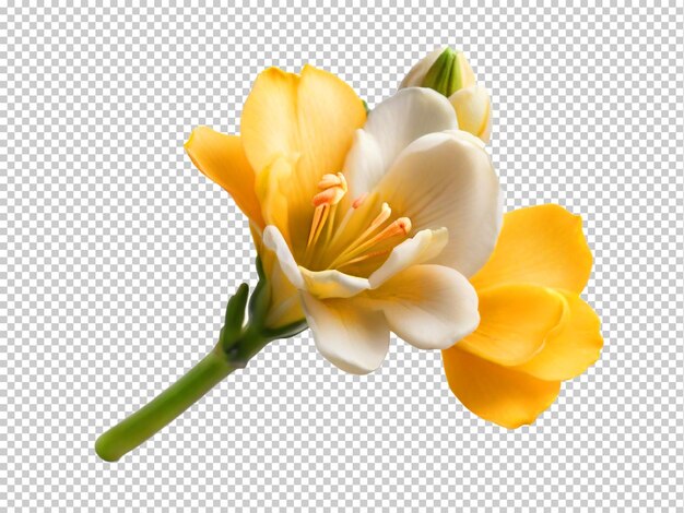 PSD psd freesia png op een doorzichtige achtergrond