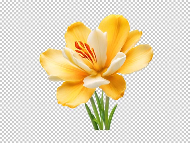 PSD psd freesia png on a transparent background