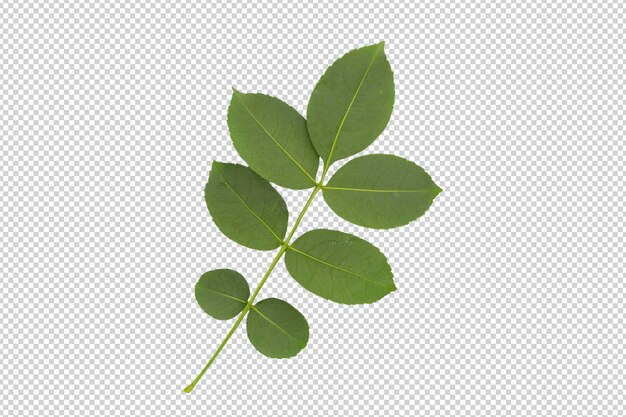 PSD fresh green leaves isolated