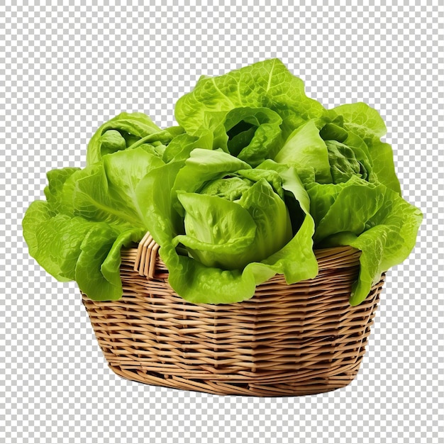 Psd fresh lettuce isolated premium psd png