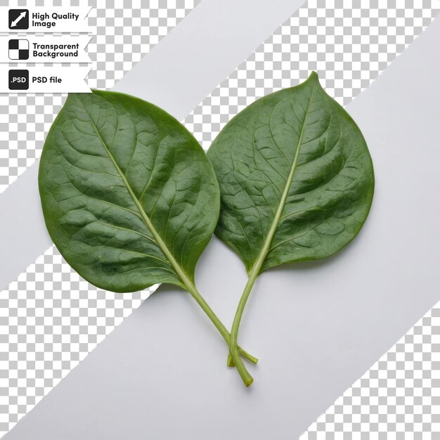 PSD psd fresh spinach leaves on transparent background with editable mask layer