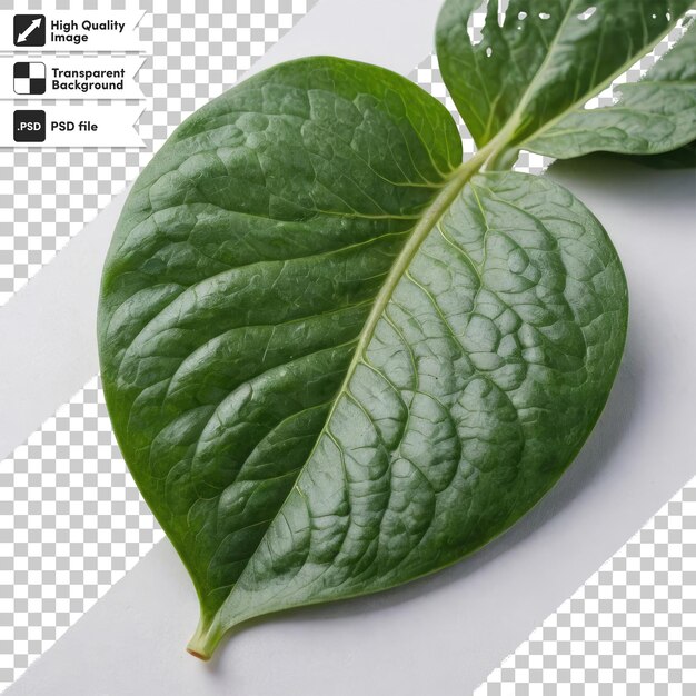 PSD foglie di spinaci fresche psd su sfondo trasparente con strato di maschera modificabile