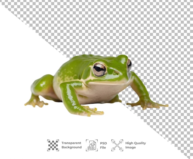 PSD psd жаба изолирована на прозрачном фоне