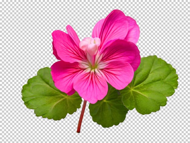 PSD psd geranium flower png na przezroczystym tle