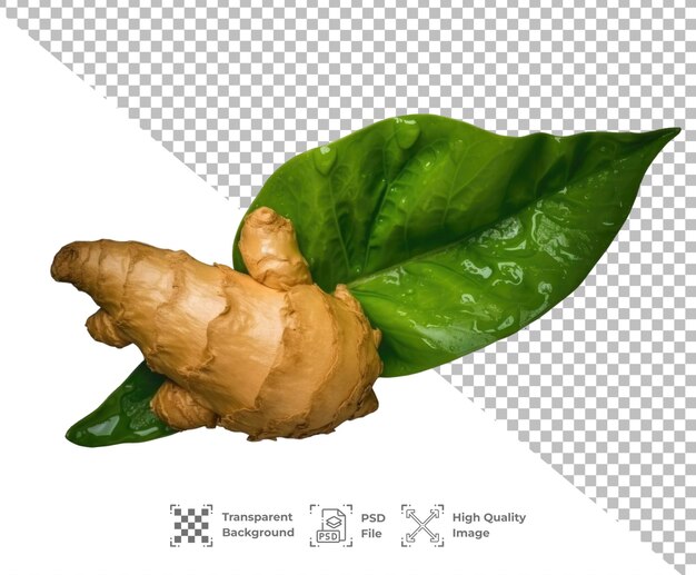 PSD psd ginger isolated