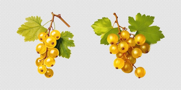 Ribes dorato psd isolato su sfondo trasparente hd png