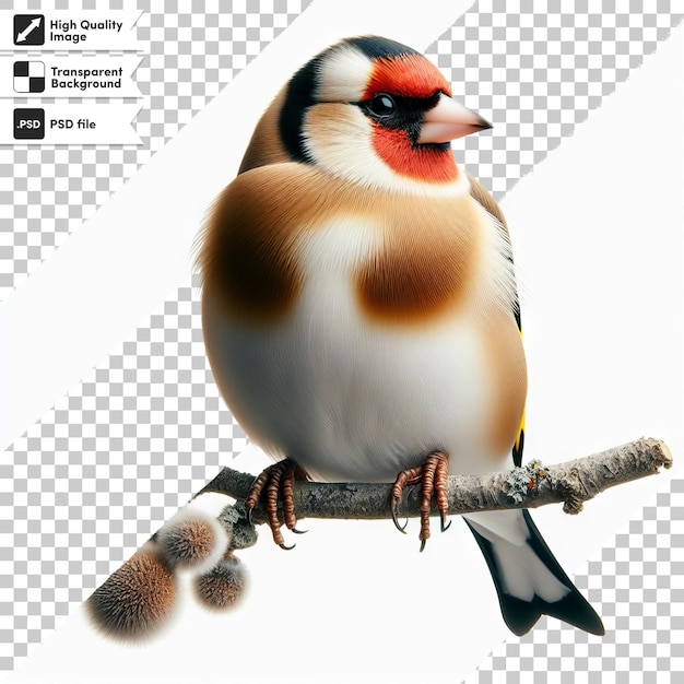 PSD psd goldfinch bird on transparent background with editable mask layer