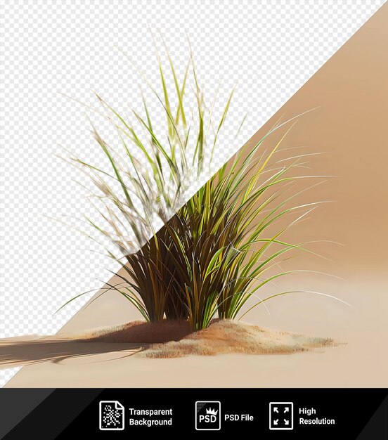 Psd gras groeit in het zand met een donkere schaduw op de achtergrond png psd