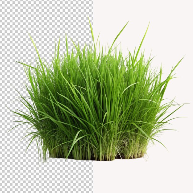 Psd of a grass rendering on transparent background