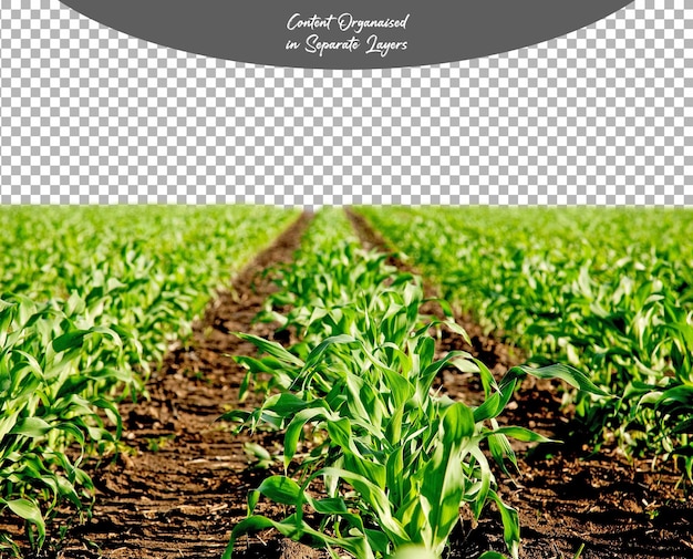 PSD Green Corn Maize Field isolated on Transparent background
