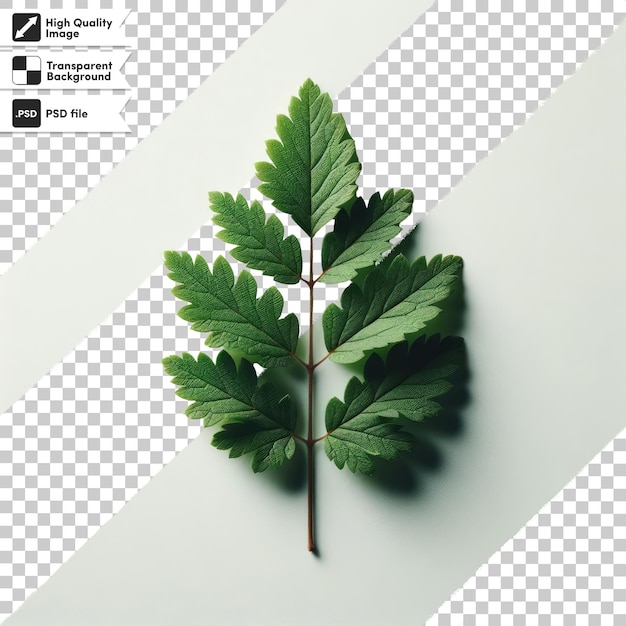 PSD green leaf on transparent background with editable mask layer