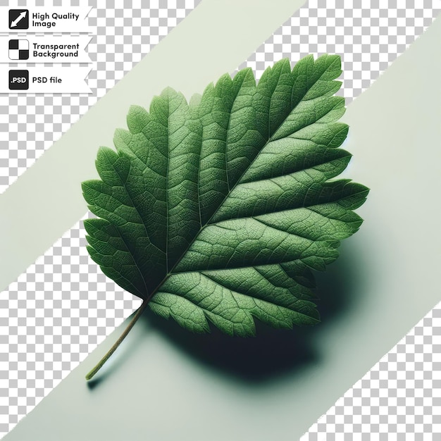 PSD green leaf on transparent background with editable mask layer