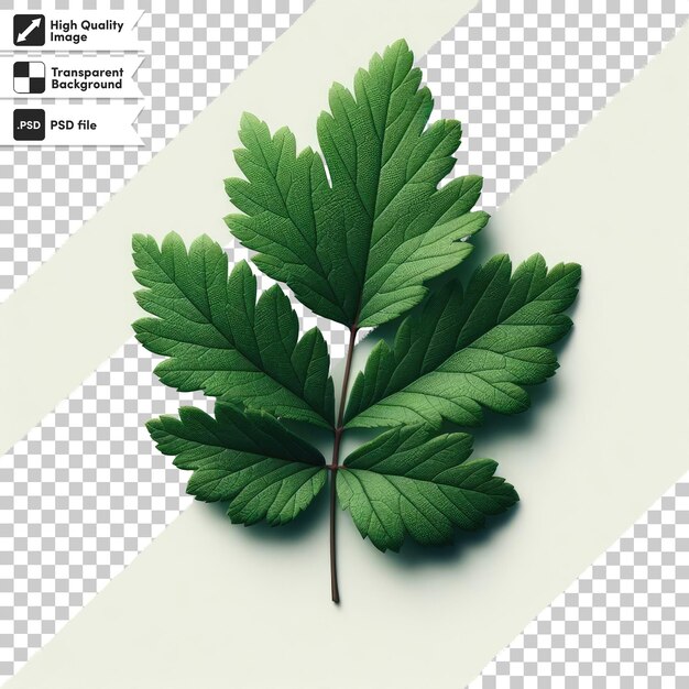 PSD green leaf on transparent background with editable mask layer