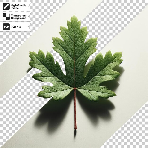 PSD psd green leaf on transparent background with editable mask layer