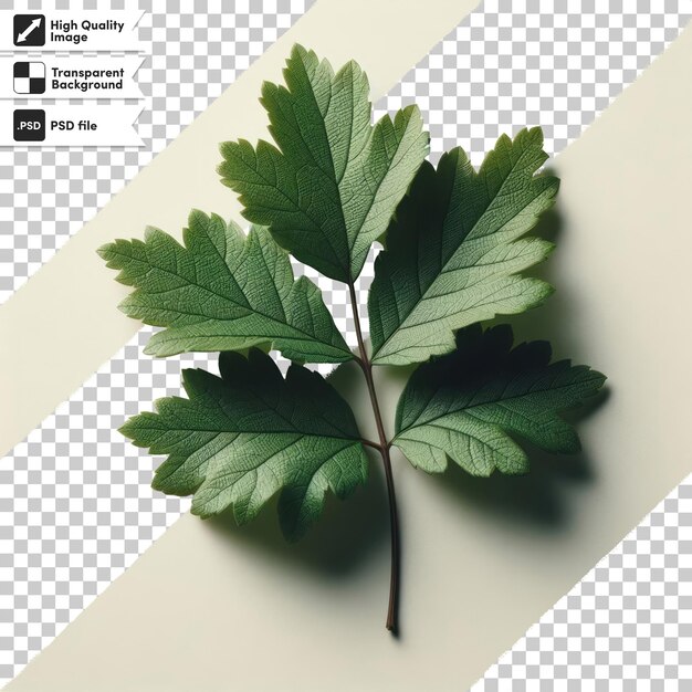 PSD psd green leaf on transparent background with editable mask layer