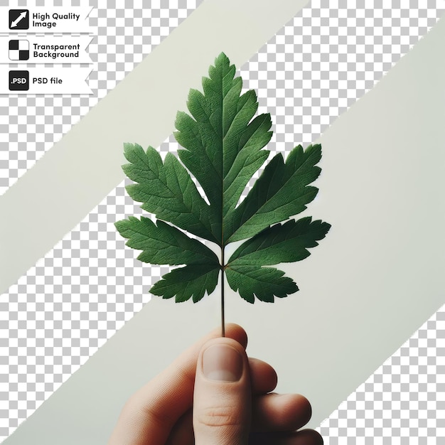 Psd green leaf on transparent background with editable mask layer