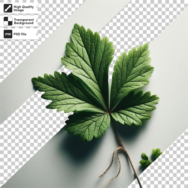 PSD green leaf on transparent background with editable mask layer