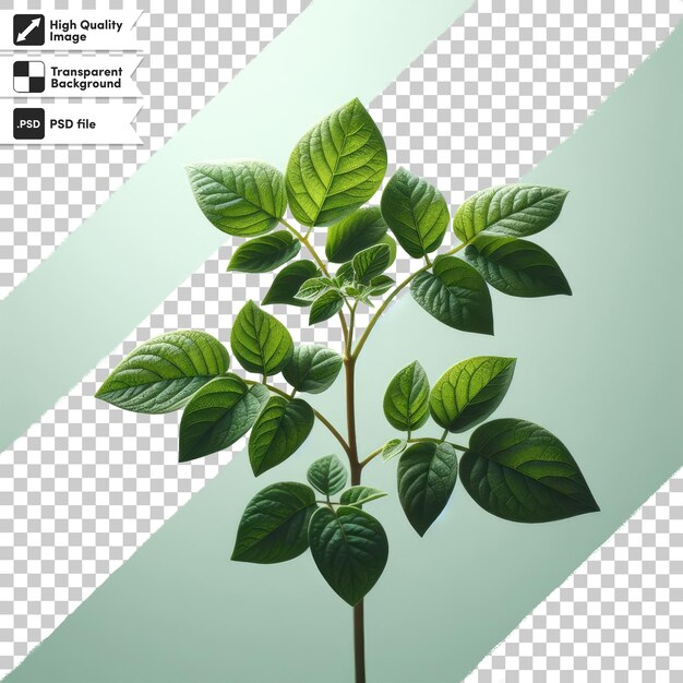Psd green leaves on transparent background