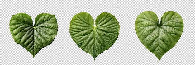 PSD heart shaped leaf isolated on transparent background HD PNG