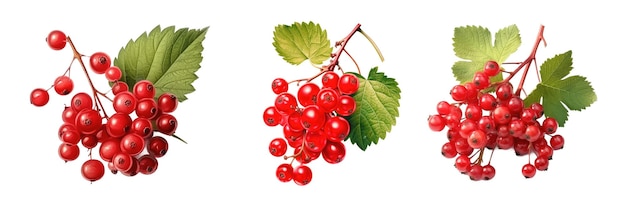 PSD highbush cranberry isolated on transparent background HD PNG