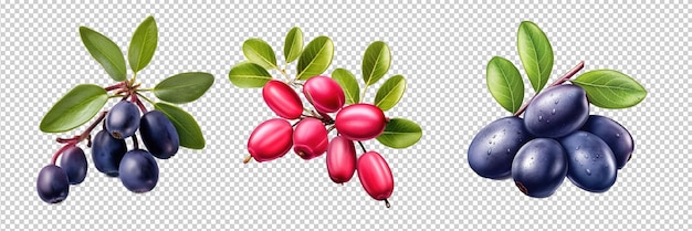 PSD honeyberry isolated on transparent background HD PNG