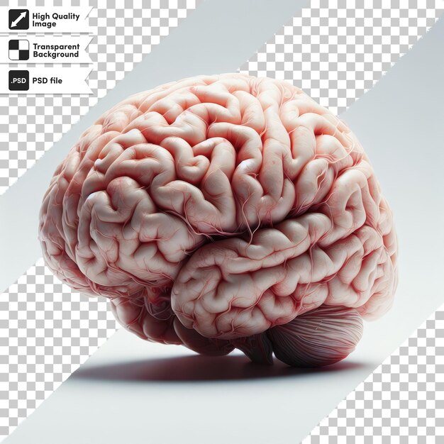 PSD psd human brain on transparent background with editable mask layer