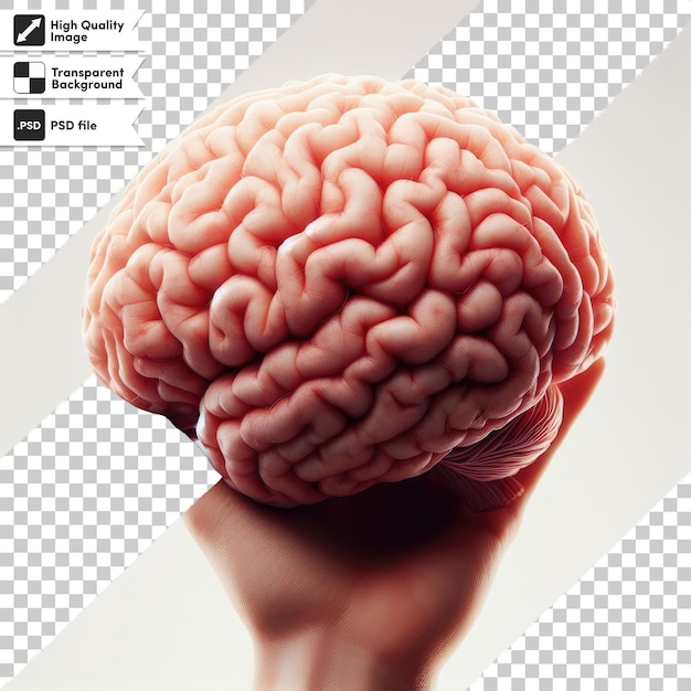 PSD psd human brain on transparent background with editable mask layer