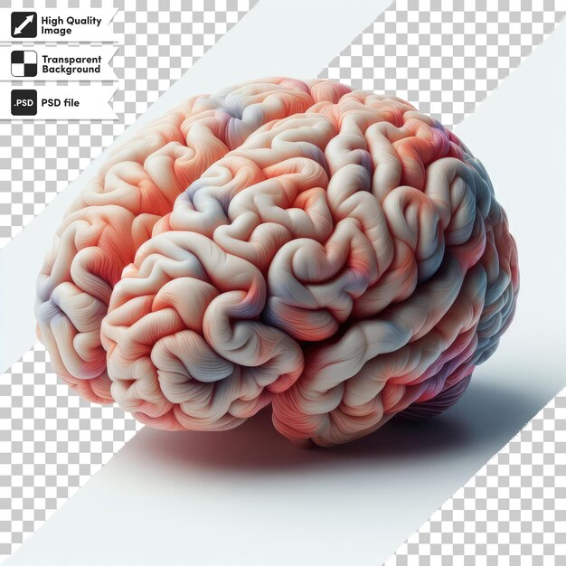 PSD psd human brain on transparent background with editable mask layer