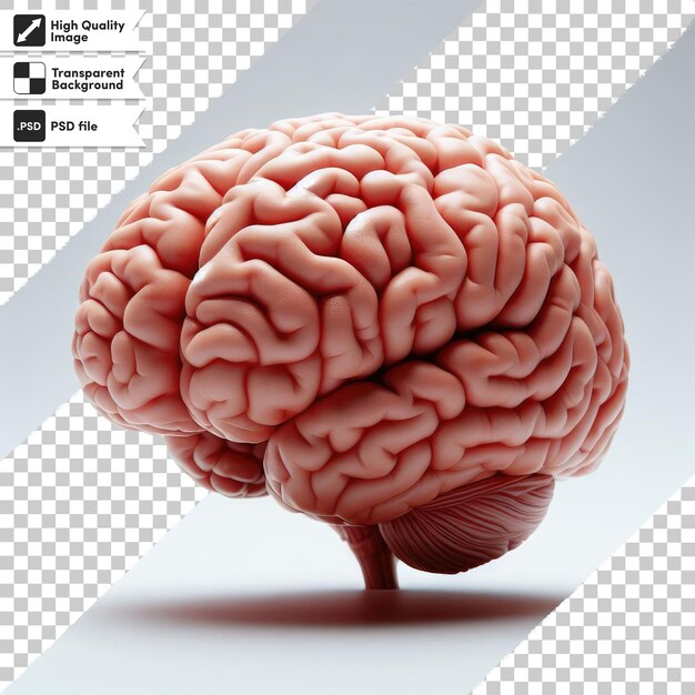PSD psd human brain on transparent background with editable mask layer