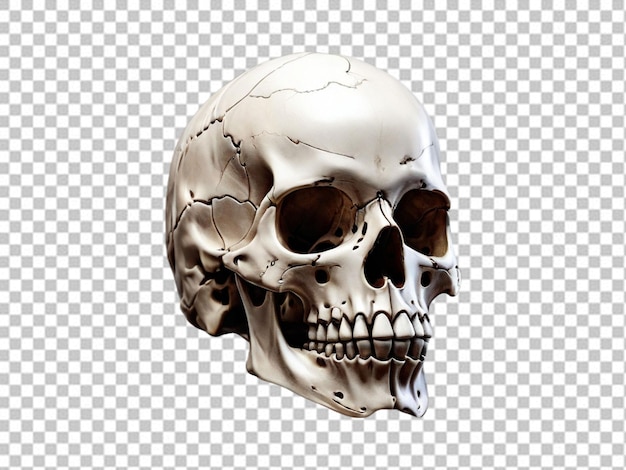 PSD psd of a human skull