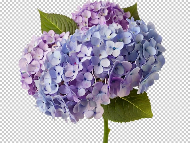 PSD psd hydrangea png on a transparent background