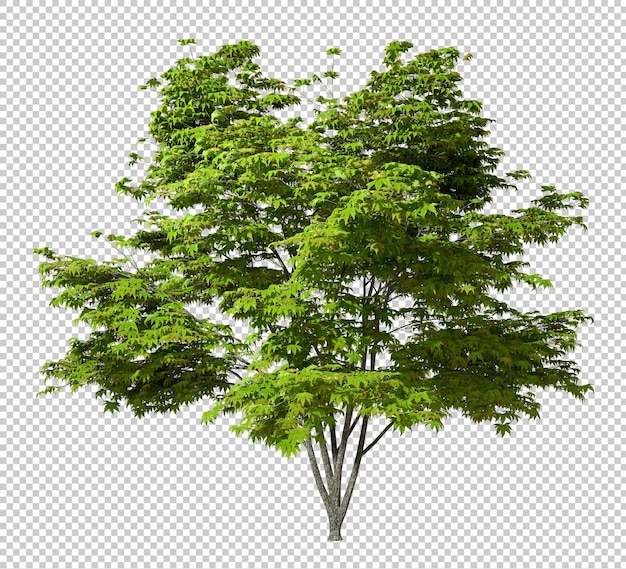 Psd изолирует зелень, листья, рост деревьев на прозрачном фоне 3d-рендер