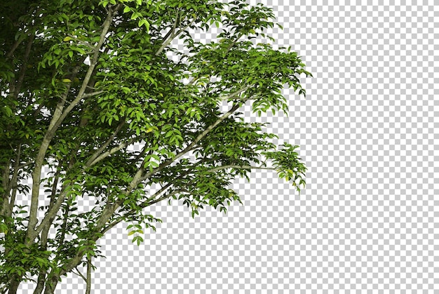 PSD psd isolate greenery tree leaves branches realistic on transparent backgrounds 3d render