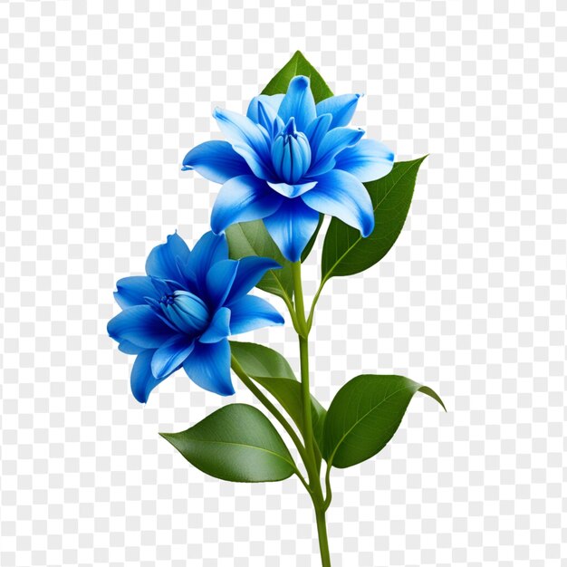 PSD psd isolated blue flower