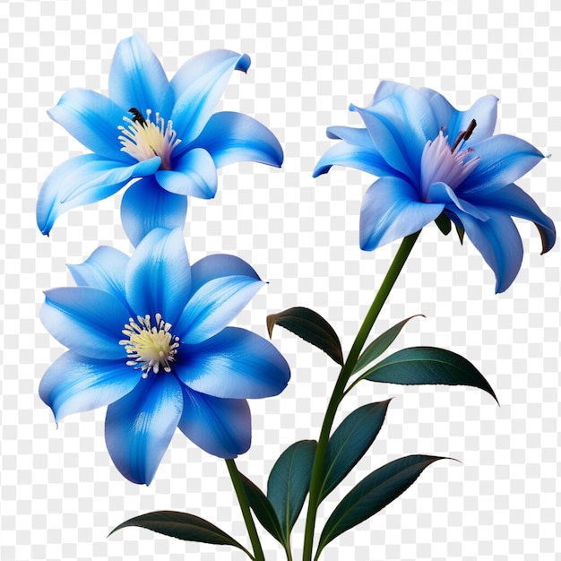 PSD psd isolated blue flower